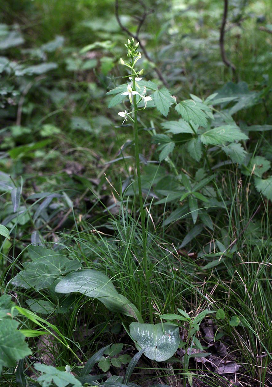 Platanthera bifolia – zweiblättrige weiße Waldhyazinthe
